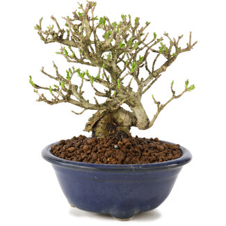 Ligustrum, 12 cm, ± 8 anni