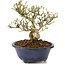 Ligustrum, 12 cm, ± 8 años