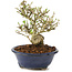 Ligustrum, 12 cm, ± 8 years old