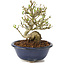 Ligustrum, 12 cm, ± 8 jaar oud