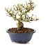 Ligustrum, 12 cm, ± 8 años