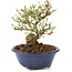 Ligustrum, 12 cm, ± 8 años