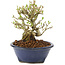 Ligustrum, 12 cm, ± 8 años