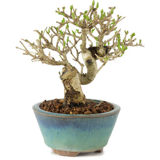 Ligustrum, 12,5 cm, ± 8 anni