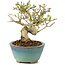 Ligustrum, 12,5 cm, ± 8 ans