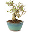 Ligustrum, 12,5 cm, ± 8 ans