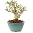 Ligustrum, 12,5 cm, ± 8 years old