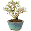 Ligustrum, 12,5 cm, ± 8 jaar oud