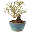 Ligustrum, 12,5 cm, ± 8 years old