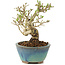 Ligustrum, 12,5 cm, ± 8 ans