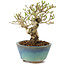 Ligustrum, 12,5 cm, ± 8 years old