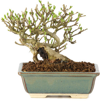 Ligustrum, 11 cm, ± 8 años