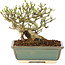 Ligustrum, 11 cm, ± 8 ans