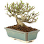 Ligustrum, 11 cm, ± 8 ans