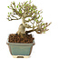 Ligustrum, 11 cm, ± 8 years old