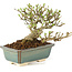 Ligustrum, 11 cm, ± 8 años