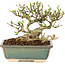 Ligustrum, 11 cm, ± 8 ans