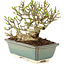 Ligustrum, 11 cm, ± 8 ans