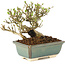 Ligustrum, 11 cm, ± 8 años