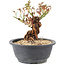 Rosa multiflora, 18 cm, ± 12 Jahre alt