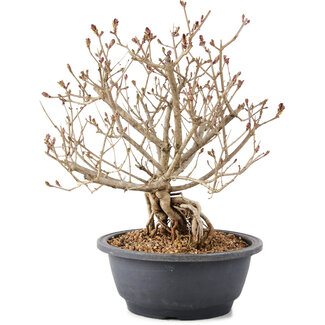 Syringa vulgaris, 28 cm, ± 8 ans