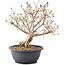 Syringa vulgaris, 28 cm, ± 8 anni, con fiori lilla