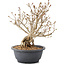 Syringa vulgaris, 28 cm, ± 8 anni, con fiori lilla