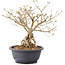 Syringa vulgaris, 28 cm, ± 8 anni, con fiori lilla