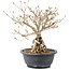 Syringa vulgaris, 28 cm, ± 8 anni, con fiori lilla