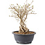 Syringa vulgaris, 28 cm, ± 8 anni, con fiori lilla