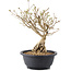 Syringa vulgaris, 29 cm, ± 8 anni, con fiori lilla