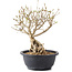 Syringa vulgaris, 29 cm, ± 8 anni, con fiori lilla