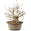 Syringa vulgaris, 22 cm, ± 8 anni, con fiori lilla