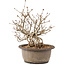 Syringa vulgaris, 22 cm, ± 8 anni, con fiori lilla