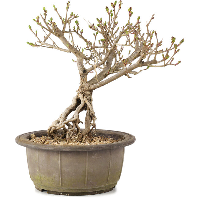 Syringa vulgaris, 23 cm, ± 8 anni, con fiori lilla