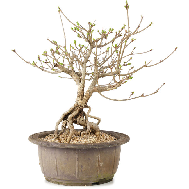 Syringa vulgaris, 24 cm, ± 8 anni, con fiori lilla