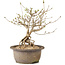 Syringa vulgaris, 24 cm, ± 8 anni, con fiori lilla