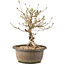 Syringa vulgaris, 24 cm, ± 8 anni, con fiori lilla