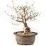 Syringa vulgaris, 24 cm, ± 8 anni, con fiori lilla