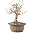 Syringa vulgaris, 24 cm, ± 8 anni, con fiori lilla