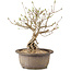 Syringa vulgaris, 24 cm, ± 8 anni, con fiori lilla