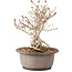 Syringa vulgaris, 23 cm, ± 8 anni, con fiori lilla