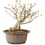 Syringa vulgaris, 23 cm, ± 8 anni, con fiori lilla