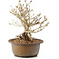 Syringa vulgaris, 23 cm, ± 8 anni, con fiori lilla