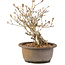 Syringa vulgaris, 23 cm, ± 8 anni, con fiori lilla