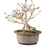 Syringa vulgaris, 23 cm, ± 8 anni, con fiori lilla