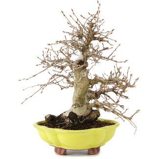 Carpinus coreana, 26 cm, ± 20 anni