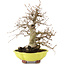 Carpinus coreana, 26 cm, ± 20 Jahre alt