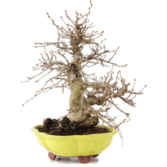 Carpinus coreana, 26 cm, ± 20 ans
