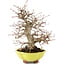 Carpinus coreana, 26 cm, ± 20 ans